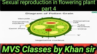 sexual reproduction in flowering plant part 4 [upl. by Mariann]