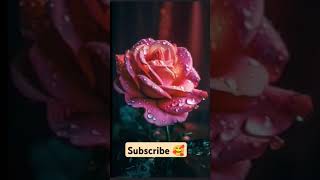 Beautifulroseflower🌹💐dppicturelikeshare🌹🥰 subscribe 🥰 [upl. by Slaby]