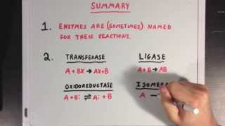 The Six Types of Enzymes [upl. by Nnyre]