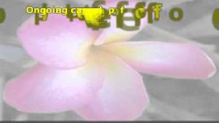 How To Start Plumeria Plants From Seeds [upl. by Mathews]