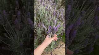 Infusión de Lavanda Relájate y Mejora tu Salud con este Milagro Natural lavanda saludnatural [upl. by Suired355]