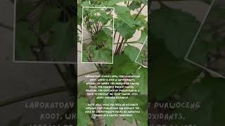 Benefits of Tanaman Purwoceng or Pimpinella pruatjan for health shorts [upl. by Tove]