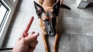 Malinois Training  20 Tricks in 2 Minutes [upl. by Revorg]