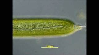 Cytoplasmic Streaming in Nitella [upl. by Nednarb649]