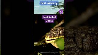 Top 5 Best Examples of Animal Mimicry in Nature [upl. by Anoyet]