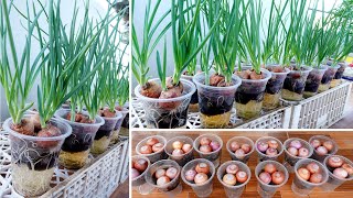 How To Regrow Green OnionsAnd Beyond [upl. by Cariotta]