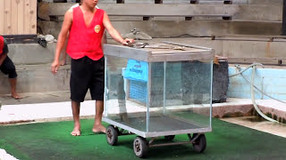 Mongoose attacking cobra Cobra Show Thailand [upl. by Primrosa650]