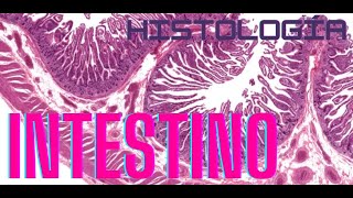 Histología de Intestino delgado [upl. by Pendergast929]