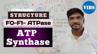 ATP Synthase Structure F0F1ATPase ETC Oxidative Phosphorylation [upl. by Akla]