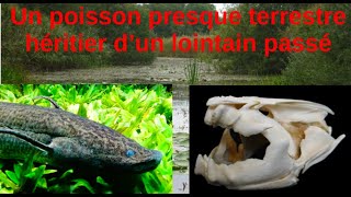 Un poisson qui respire et qui marche  le dipneuste de Nature Etrange 5 [upl. by Rehpotsirc]