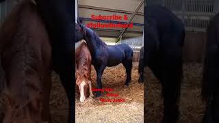 Sneak peek  Friesian Horses followtheherd subscribe Friesian horse [upl. by Forlini454]