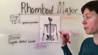 Rhomboid Major amp Rhomboid Minor Muscles Anatomy [upl. by Leahsim]