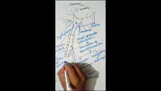 nervous tissue structure and function in hindi [upl. by Dove]