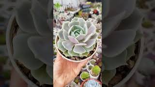 Mantén compacta tu Echeveria lola [upl. by Jaime]