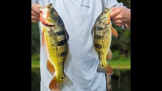 Fishing the Panama Canal A Wild Adventure [upl. by Pengelly]