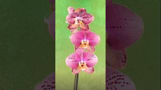 Keep orchids blooming longer with these 2 simple tips 🌸 [upl. by Russia]