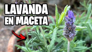 Como Plantar LAVANDA en MACETA 🌿 Cuidados Poda Abono y Riego  La Huerta de Ivan [upl. by Eelahs]