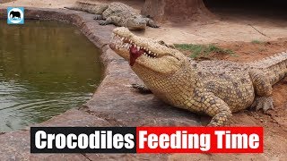 Crocodiles Feeding Time And They Eat A Lot [upl. by Macintosh]