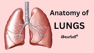 Anatomy of Lungs  Explained in Telugu [upl. by Eniamart738]