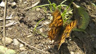 Polygonia calbum Angelwing Comma CButterfly moves around and shows her body characteristics [upl. by Thorlie]