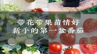 带花带果苗情好🍅新手的第一盆番茄 [upl. by Thorncombe]