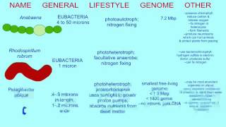 BACTERIAL VARIATIONS PHOTOTROPHS AND LITHOTROPHS [upl. by Yung]