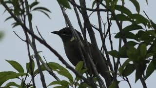 Lewins Honeyeater 20 [upl. by O'Grady]