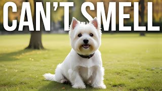 10 Dog Breeds That Dont Shed Or Smell  Travel Video [upl. by Evanthe]