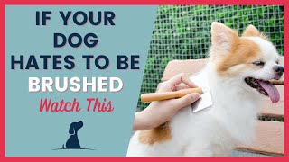 Dog Grooming The Secret To Brushing Your Puppy [upl. by Tanney]