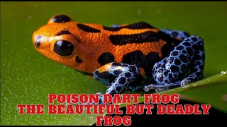 Poison Dart Frog  The Beautiful But Deadly Frog [upl. by Wesley]