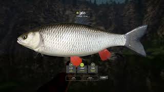 RF4  Belaya River Trophy  Chub 4292024 [upl. by Niwdog]