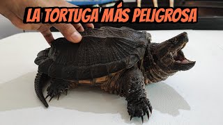 La tortuga MAS PELIGROSA  MORDIDA del HÍBRIDO [upl. by Durstin]