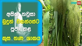 කුස තණ ශාකය  Kusa Thana Grass  Sinhala Buddhist  story eka [upl. by Gnaht]