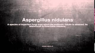 Medical vocabulary What does Aspergillus nidulans mean [upl. by Nauhs]