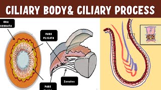 Uveal Anatomy  Ciliary body  Ciliary process ultrastructure [upl. by Gwenette]