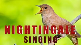 Singing NIGHTINGALE  the best BIRD SONG [upl. by Asetal66]