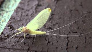 Flatheaded Mayfly Heptageniidae Epeorus Female Subimago [upl. by Ender]