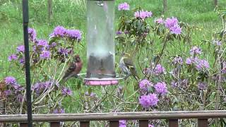 Linnet and Siskin  British Garden Birds [upl. by Llednahs]