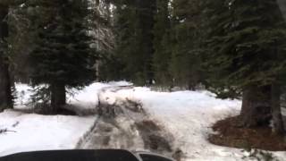 Rubicon Trail Sierra Stompers 4WDC  January Day Trip [upl. by Alitta229]