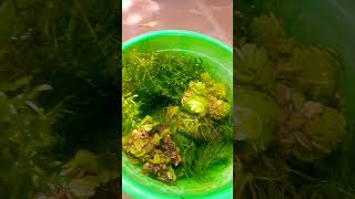 salvinia plant😈 hydrilla plant😍 foxtail plant😻 floating plants aquarium shorts [upl. by Ihpen]