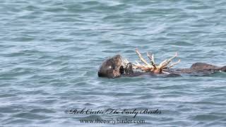 SEA OTTER eating large crab Enhydra lutris nereis [upl. by Nortyad757]