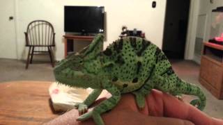 Veiled chameleon 6 month old [upl. by Earl]