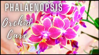 How to grow Phalaenopsis Orchids for Beginners  Top 10 Tips for success [upl. by Libnah]