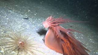 Scuba diving with a Giant Dendronotus Nudibranch in Howe Sound BC video 1 of 2 [upl. by Fayth868]