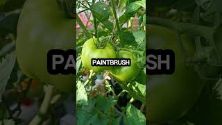 The correct method to pollinate tomatoes tomato pollination [upl. by Sumetra]