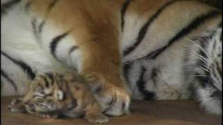 Absolutely cute Five Baby Tigers five days old  Super süß Fünf Tigerbabys fünf Tage alt [upl. by Snodgrass357]