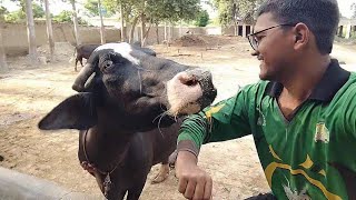 Desi Buffalo  Buffalo farming [upl. by Enyallij684]