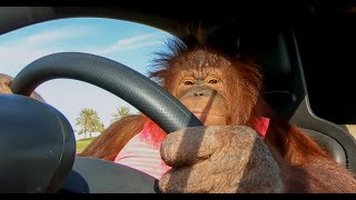 Animalias Orangutan Rambo loves her electric car [upl. by Iba]