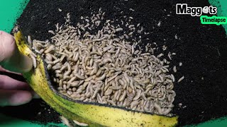 10000 Maggots eat a Banana Time Lapse Viddeo in 7 hours 🇻🇳 [upl. by Alvin]