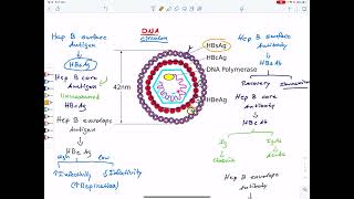 Hepatitis B serology USMLE step 1 عربي [upl. by Eniluj]